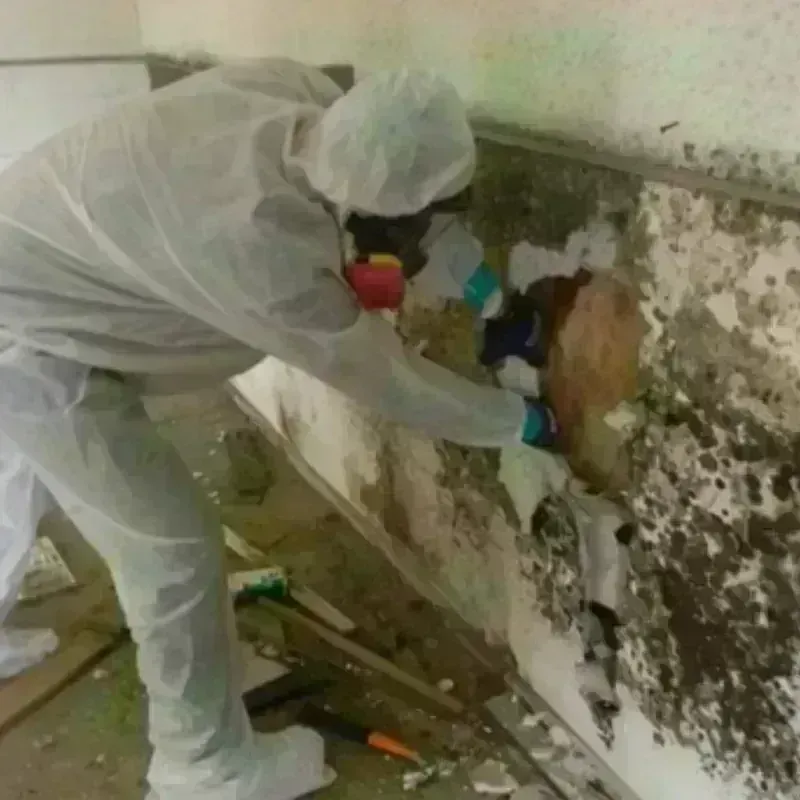 Mold Remediation and Removal in Vandalia, OH